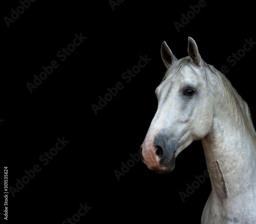 White lippizaner stallion portrait isolated on black background. Animal portrait with copy space.