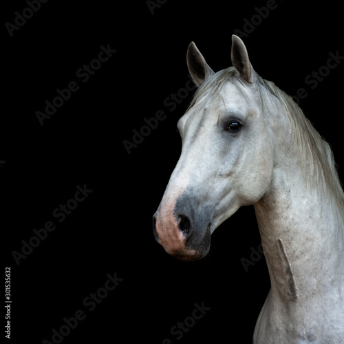 White lippizaner stallion portrait isolated on black square background. Animal portrait with copy space.