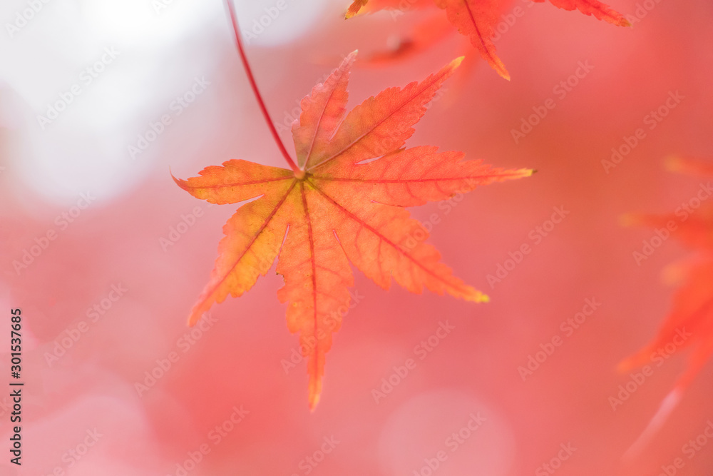 紅葉の葉、赤黄オレンジに染まった一葉 紅葉の葉、赤黄オレンジに染まった一葉