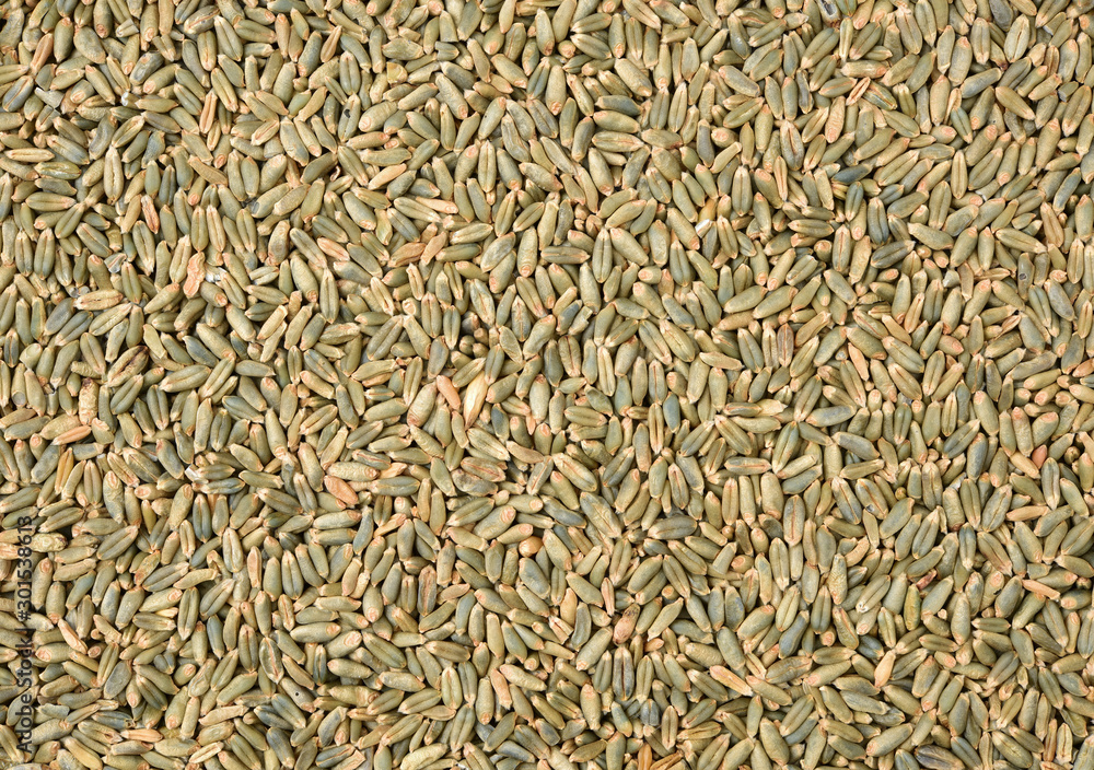organic whole grain wheat kernels on white background organic whole grain wheat kernels on white background