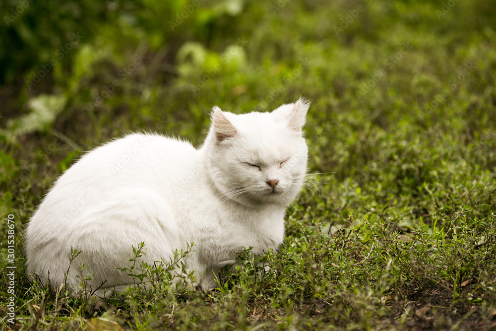 Beautiful  white cat lying. Cat looking at camera. Interested cat resting at home. White fluffy cat. Surprised cat at home.