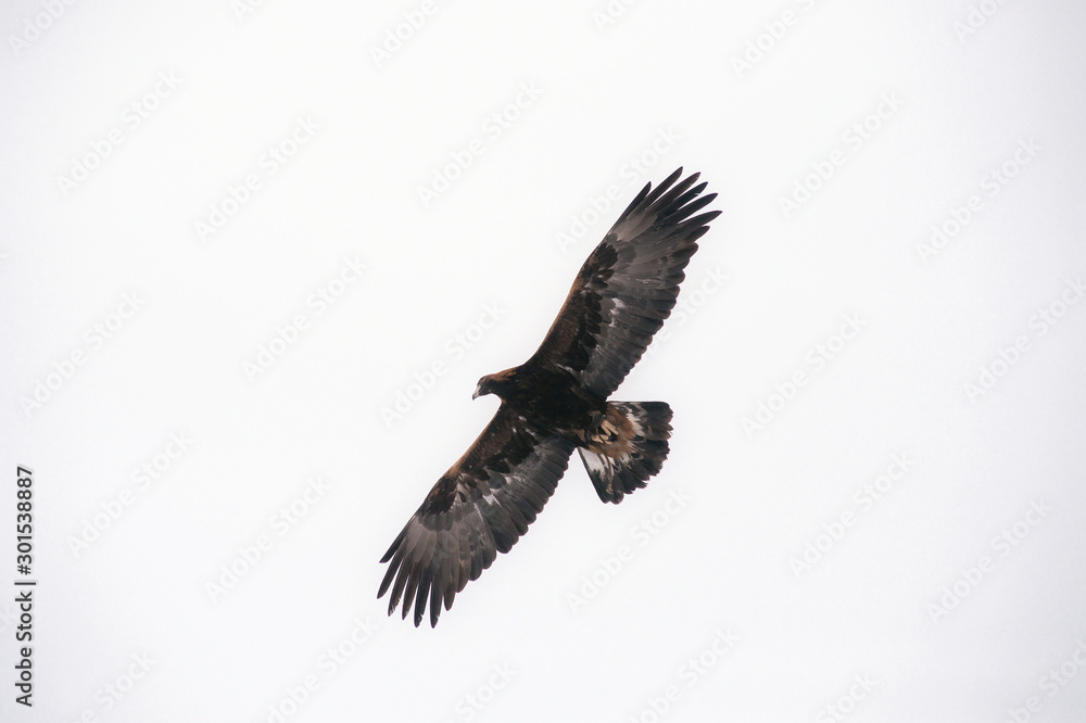 Hunting bird looking for prey, soars in the air. Hunting bird looking for prey, soars in the air.