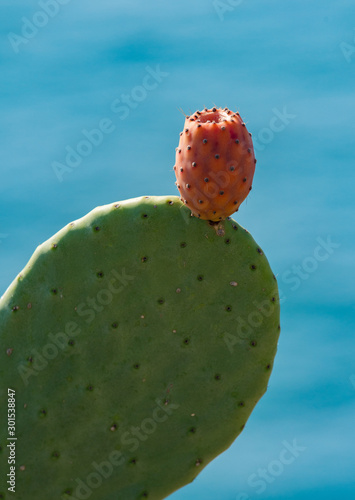 opuntia cactus with fruit on blue