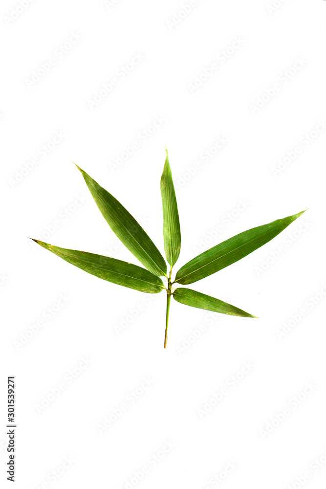 bamboo leaves isolated on a white background with a cliping path, tropical leaf, can be used as background and wallpaper, bamboo leaves isolated on a white background with a cliping path, tropical leaf, can be used as background and wallpaper,