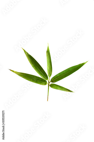 bamboo leaves isolated on a white background with a cliping path  tropical leaf  can be used as background and wallpaper 