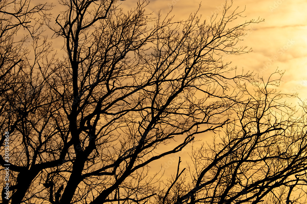 Bare tree branches at dawn of the sun Bare tree branches at dawn of the sun