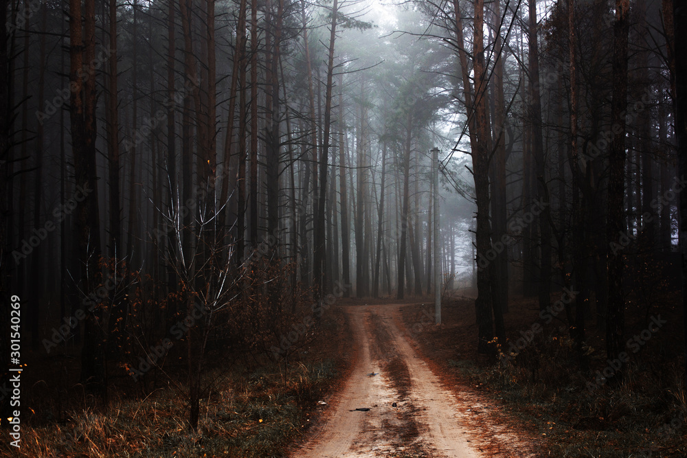 Obraz premium Autumn landscape in foggy wood . Fairy forest in fog. Fall woods. Enchanted autumn forest in fog in the morning. Old Tree. Landscape with trees colorful orange and red foliage and blue fog. Nature bac