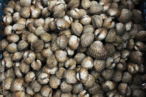 Photography Fresh blood cockle or blood clam or cockle shell (Tegillarca granosa) background