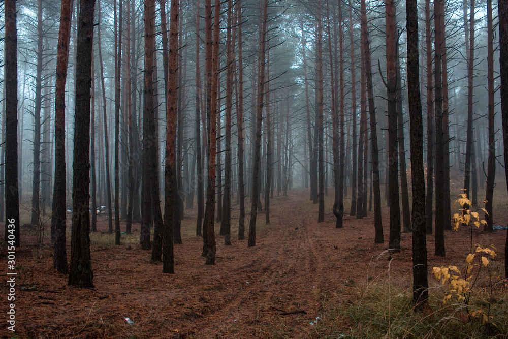 Autumn landscape in foggy wood . Fairy forest in fog. Fall woods. Enchanted autumn forest in fog in the morning. Old Tree. Landscape with trees colorful orange and red foliage and blue fog. Nature bac Autumn landscape in foggy wood . Fairy forest in fog. Fall woods. Enchanted autumn forest in fog in the morning. Old Tree. Landscape with trees colorful orange and red foliage and blue fog. Nature bac