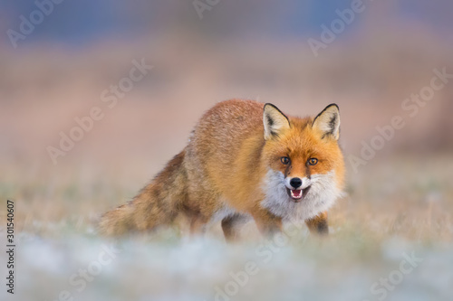 Hunting in a meadow/Red Fox