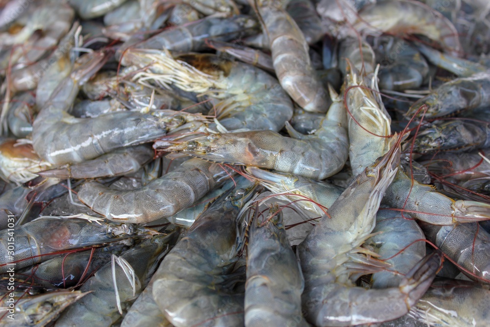 fresh shrimps in the market fresh shrimps in the market