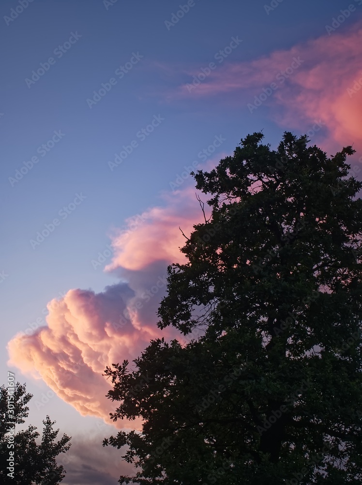 tree on the background of a colorful sunset in summer, Moscow. tree on the background of a colorful sunset in summer, Moscow.