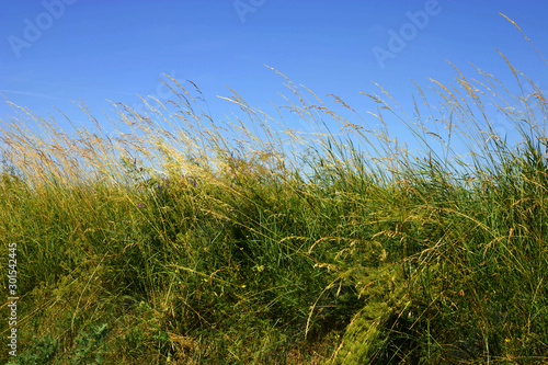tall grass and blue sky background  high grass on wind under azure blue sky in summer