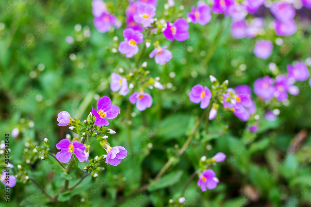 Small pink flowers aubrieta among the greens. Floral background_ Small pink flowers aubrieta among the greens. Floral background_