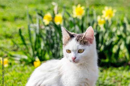 White cat sits on the grass on a background of flowers in the garden_