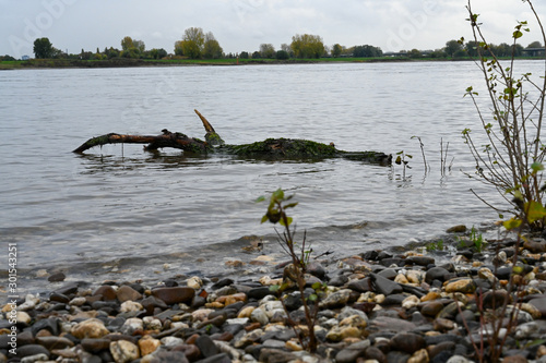 Treibholz im Rhein