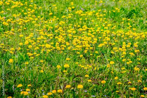 The meadow is covered with yellow dandelion flowers. Spring floral background_