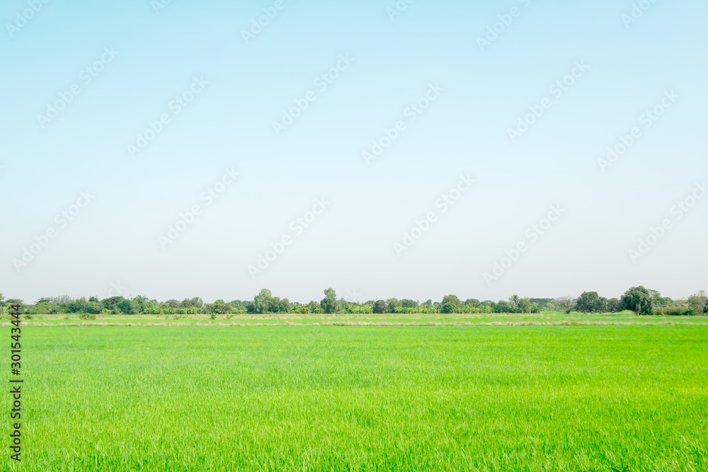 Fototapeta premium Thailand rice field on clear blue sky with fresh green leaf