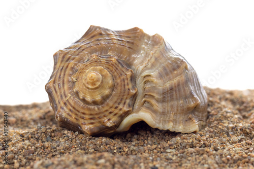 Large seashell on sand close-up, isolated on white background.