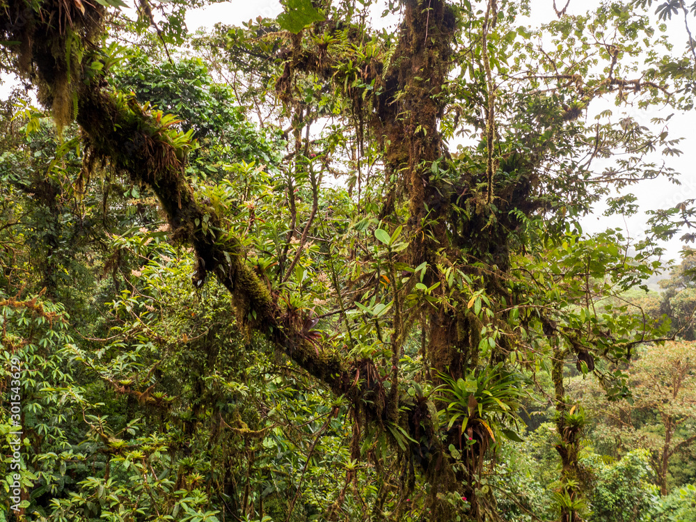 Fototapeta premium Wanderung durch den Regenwald von Costa Rica. Bromelien, Farne, Selaginella und andere Epiphyten wachsen an den Bäumen. So viele verschiedene grün Töne.