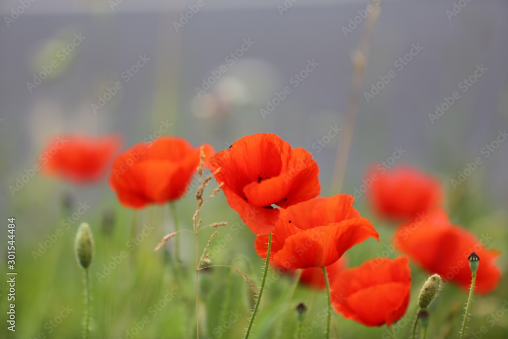 Obraz premium Poppy Flower