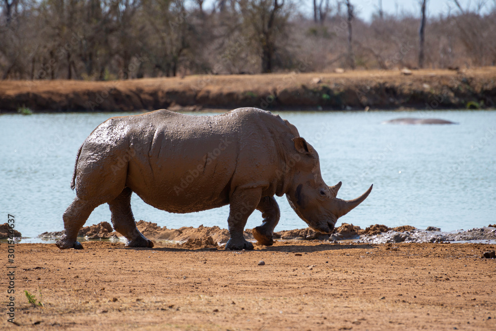 Fototapeta premium a critical endangered rhino standing next to a waterhole
