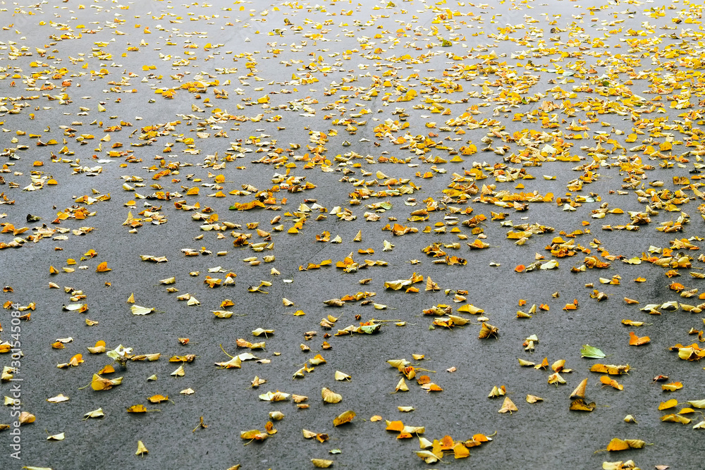Autumn in the city. Asphalt road covered with yellow leaves Autumn in the city. Asphalt road covered with yellow leaves