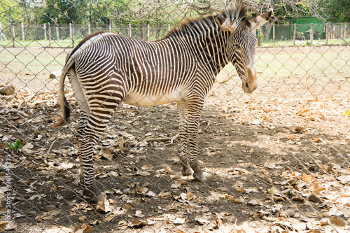 zebras in captivity