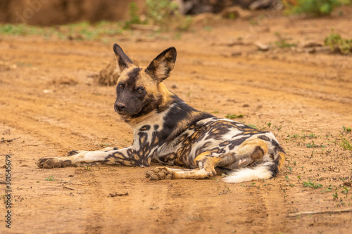 African wild dog ( Lycaon Pictus) resting, Madikwe Game Reserve, South Africa.
