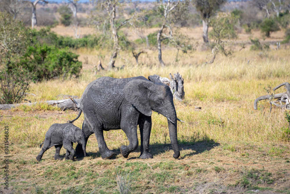 Fototapeta premium a mother elephant protecting her calf