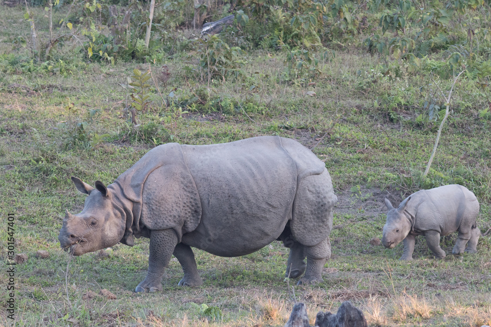 Obraz premium Manas National Park, Assam, 30 Dec 2017, Rhinoceros (Ganga’s daughter and grand daughter) in Manas National Park
