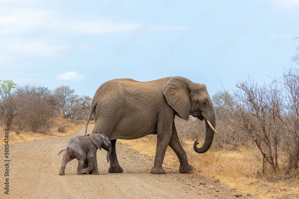 Fototapeta premium a mother elephant protecting her calf