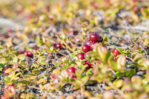 wild berry growing in the tundra