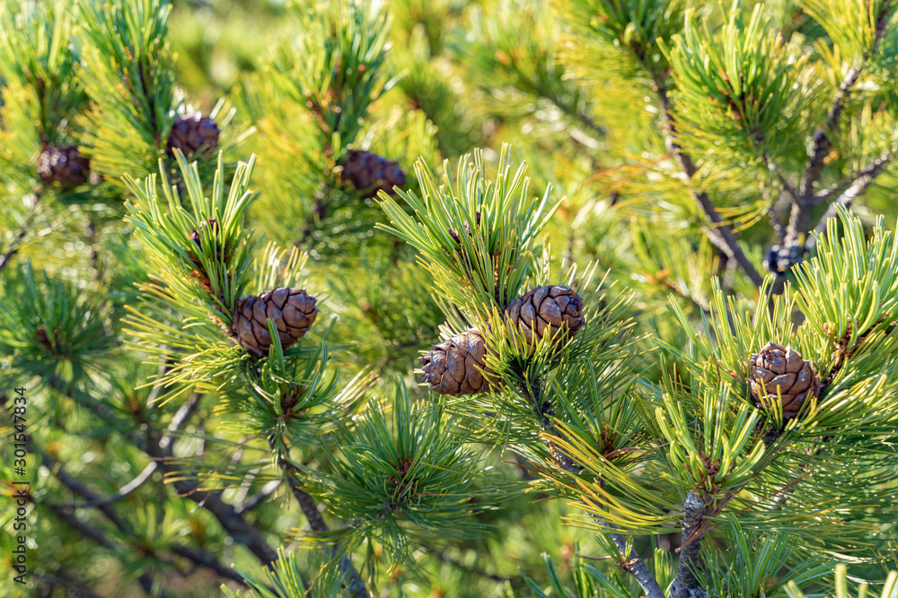 Ripe cedar cones on cedar branches Ripe cedar cones on cedar branches