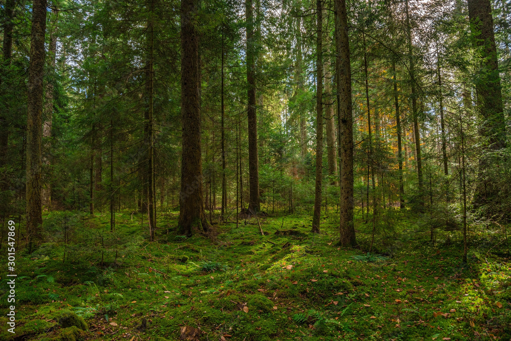 The Black forest at autumn