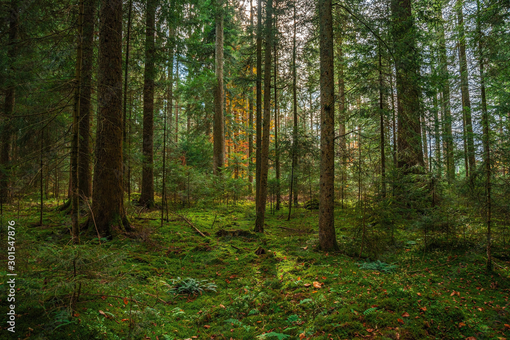 The Black forest at autumn