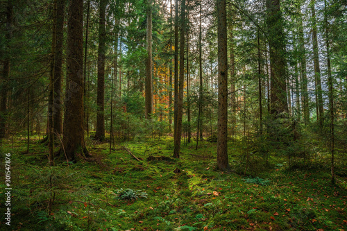 Fototapeta Naklejka Na Ścianę i Meble -  The Black forest at autumn