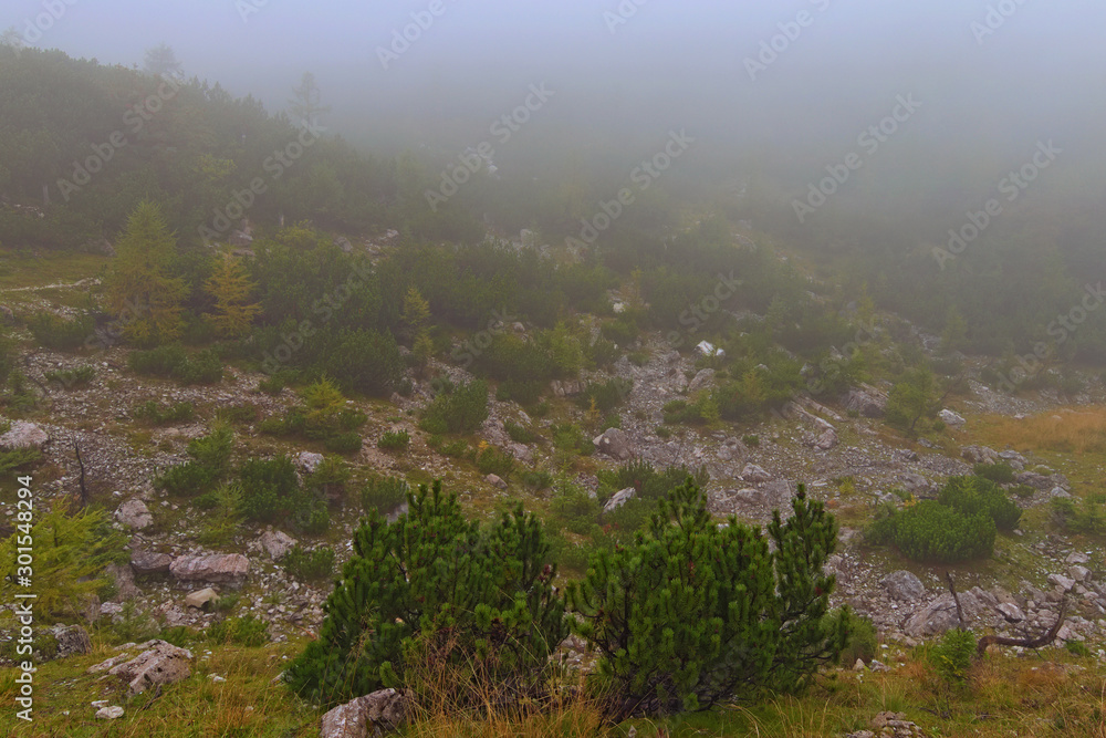 Mysterious foggy landscape of Vrsic Pass. Small stones and little pine trees and bushes. Concept of landscape and nature. Vrsic Pass, Slovenia
