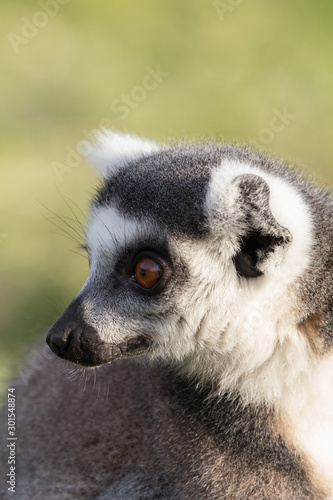 Fototapeta Naklejka Na Ścianę i Meble -  ring tailed lemur