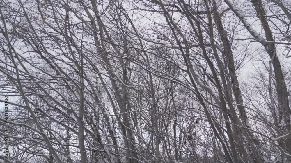 Tree with snow in winter season. Tree with snow in winter season.