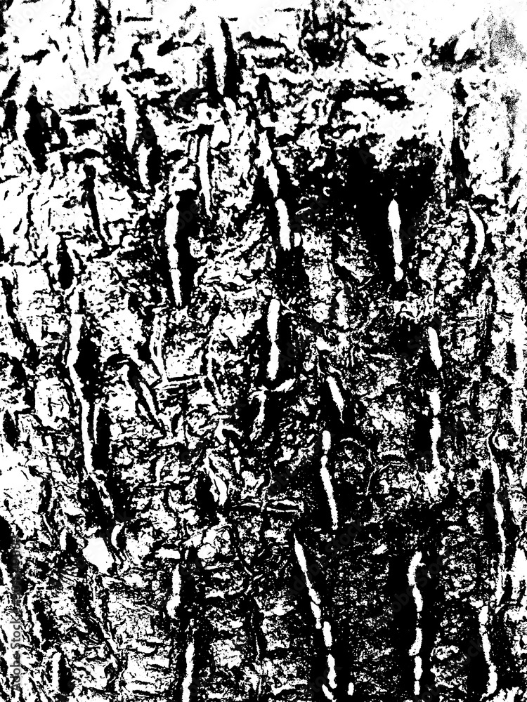 Obraz premium Wood Texture