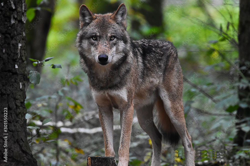 Naklejka premium Un lobo parado en medio de la naturaleza, observando con una mirada inquietante. 
