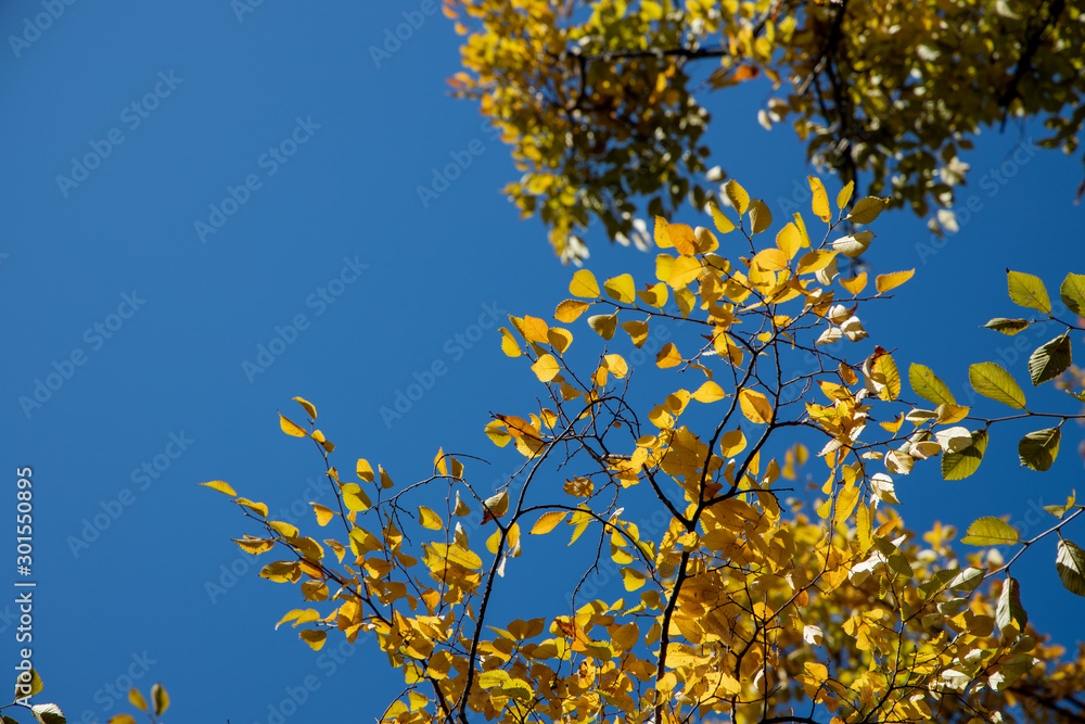 京都ぶらり、パルスプラザで黄葉紅葉 京都ぶらり、パルスプラザで黄葉紅葉