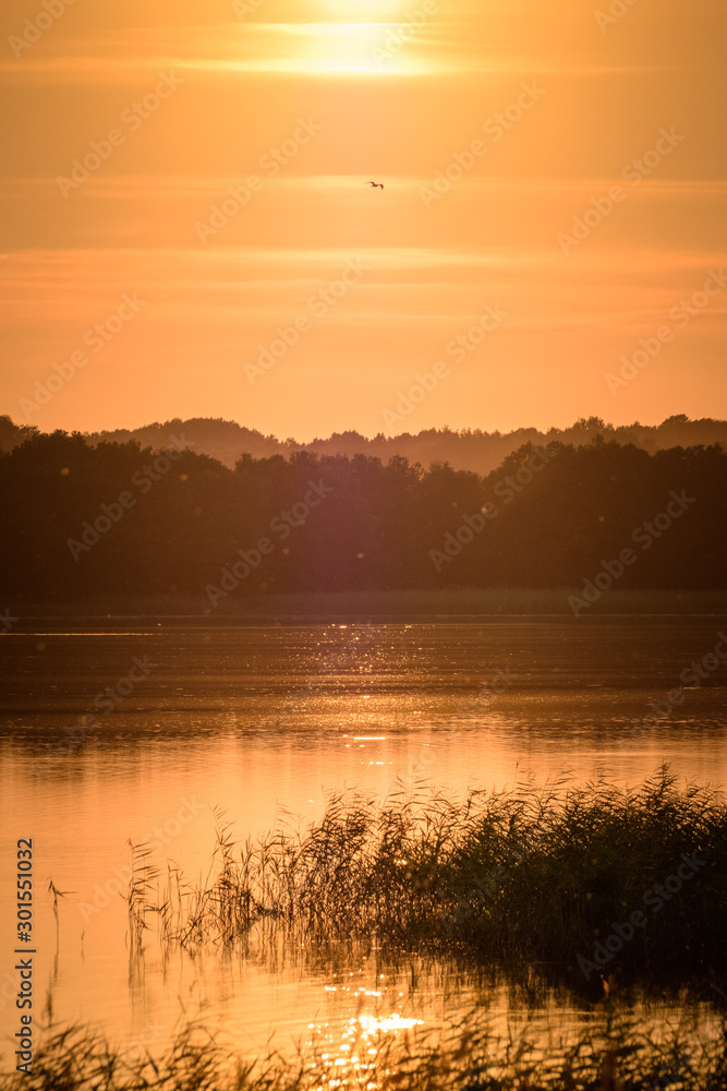 Golden sunlight casting over the lake abundant with birdlife Estonia