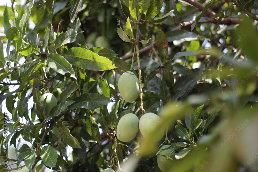  Bunch of fresh mangoes hanging from tree