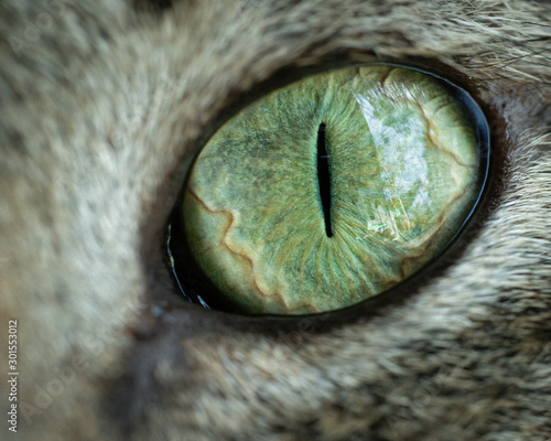 Grey's Eye