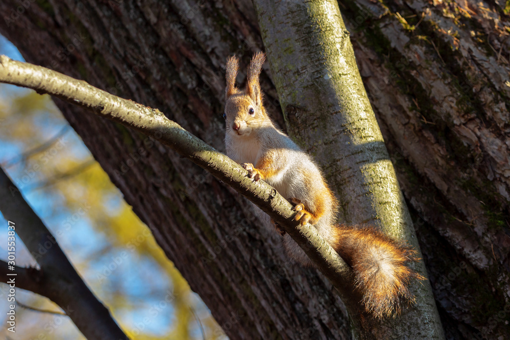 Naklejka premium squirrel on a tree
