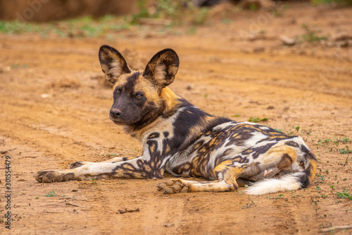 African wild dog ( Lycaon Pictus) resting, Madikwe Game Reserve, South Africa.