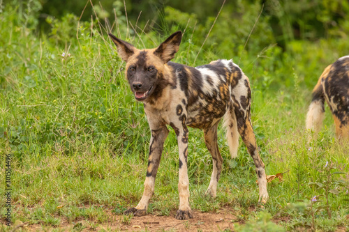 African wild dog ( Lycaon Pictus) looking alert, Madikwe Game Reserve, South Africa.