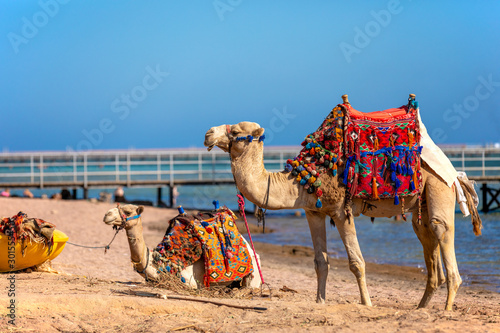 Bild auf Leinwand A friendly camels with a colorful saddles on the beach in Sharm El Sheikh, Egypt